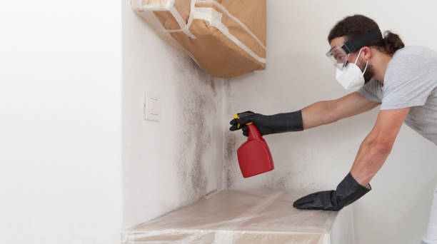 Professional Basement Mold Removal technician working in Carver, MN