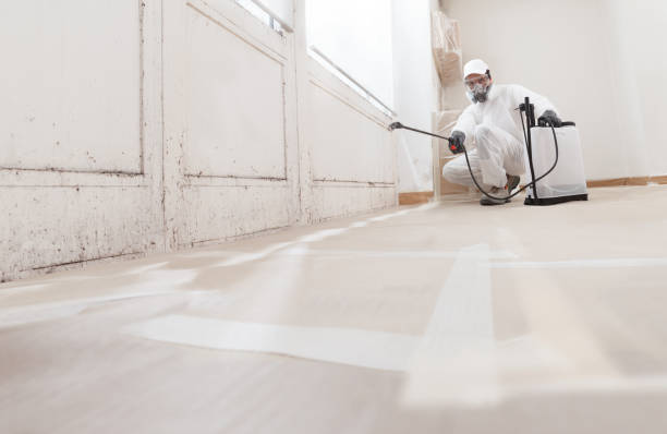 24/7 Emergency Basement Mold Removal experts in Carver, MN