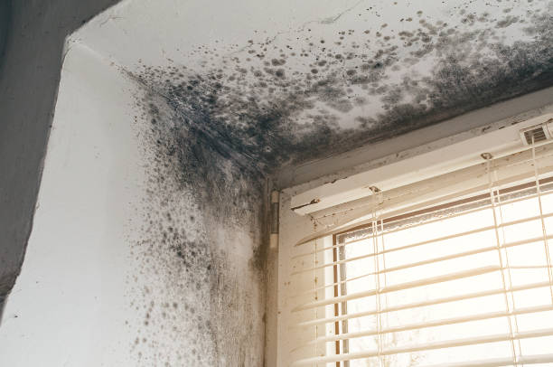 Affordable Basement Mold Removal solutions in Carver, MN